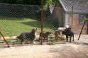 kennels10