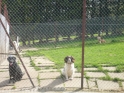kennels11