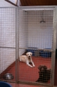 kennels2